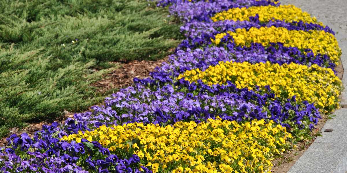 pansies violas spring planting Seattle