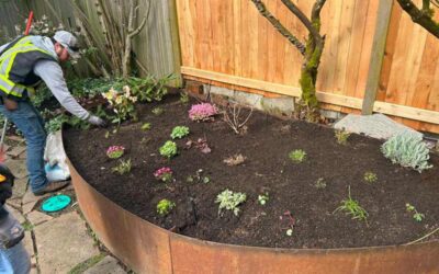 Yard Care vs Landscape Maintenance: What’s the Difference?