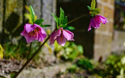 Best Spring Plants for Seattle Gardens: Color, Pollinators, and Seasonal Beauty