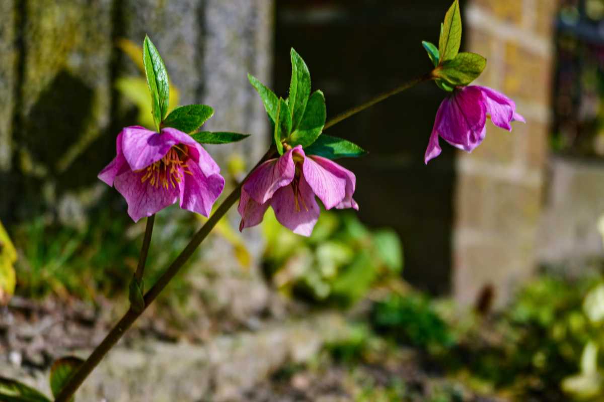 Bright pink Hellebores in spring seattle's garden