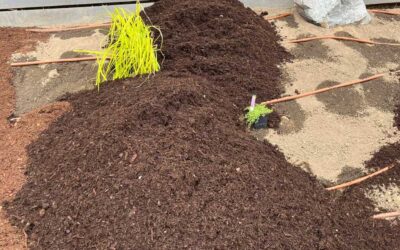 Drip Irrigation and Mulch