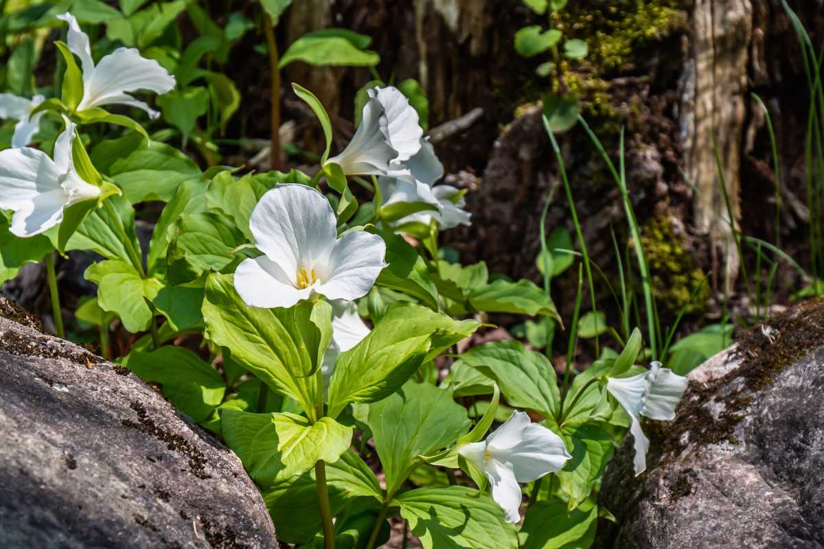 trillium native plant Seattle shade garden