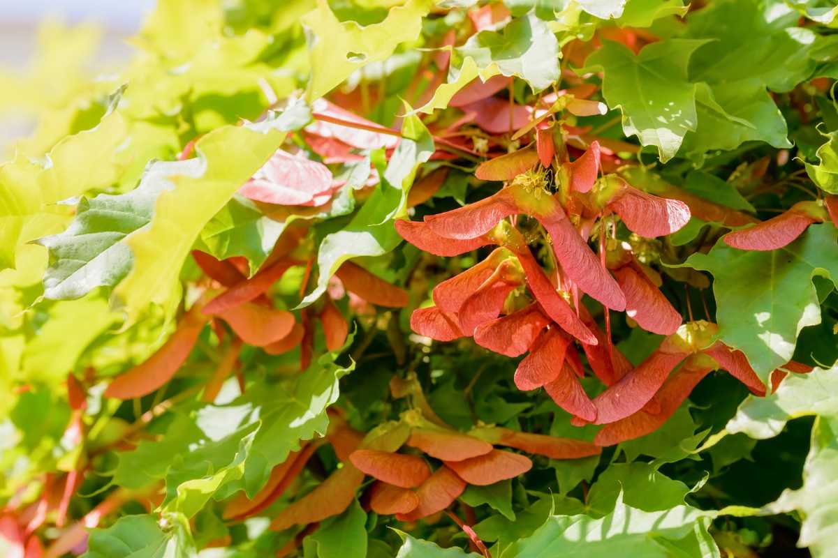 Vine Maple in Seattle Spring