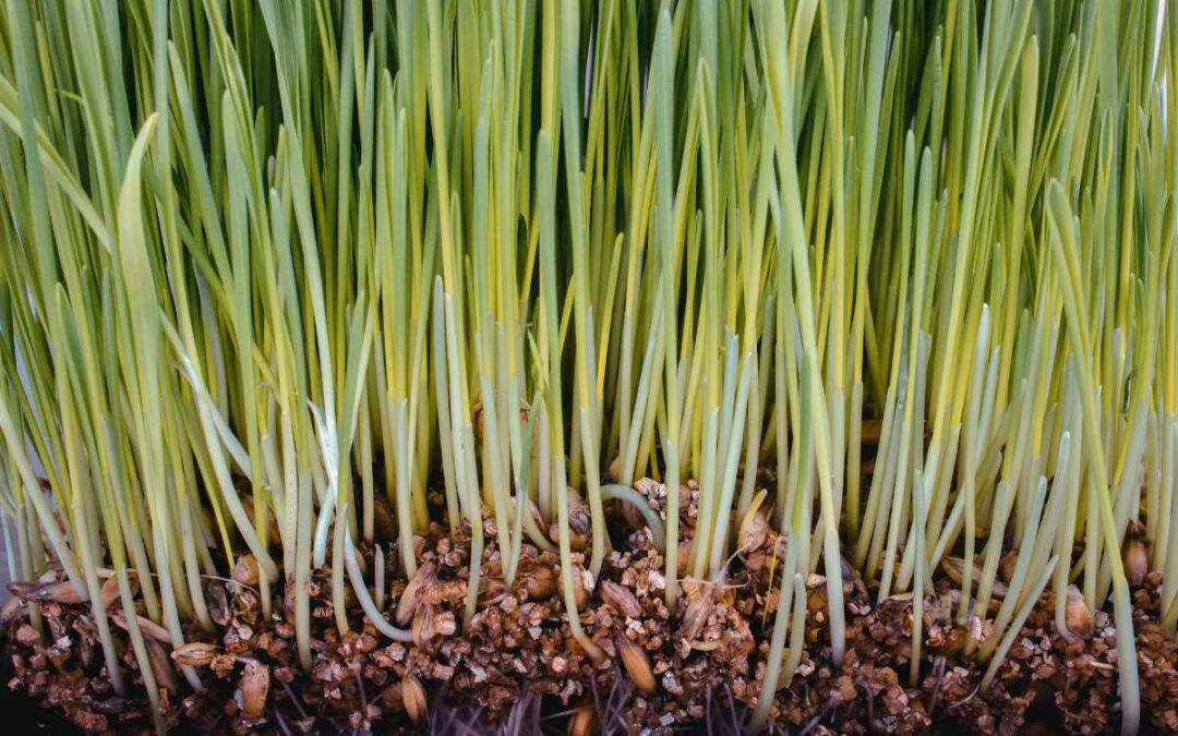 healthy soil roots landscape soil health