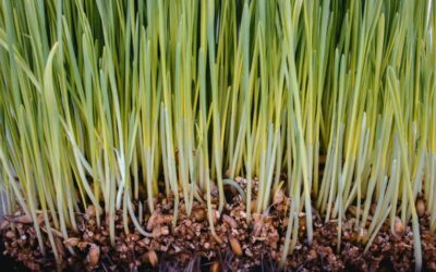 Why Soil Health Matters for Lawns and Landscapes in Seattle