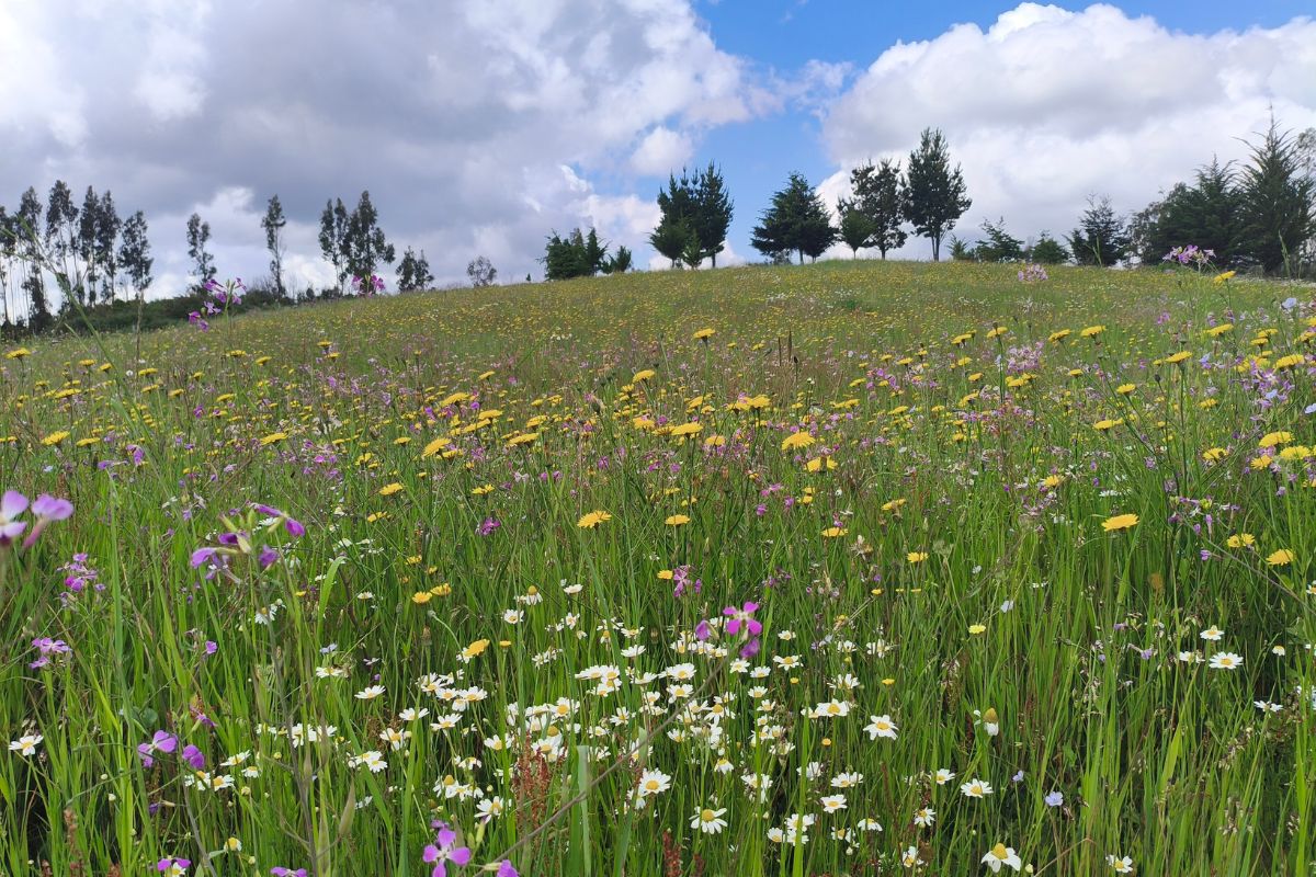 Flowering lawn alternative with low-growing blooms