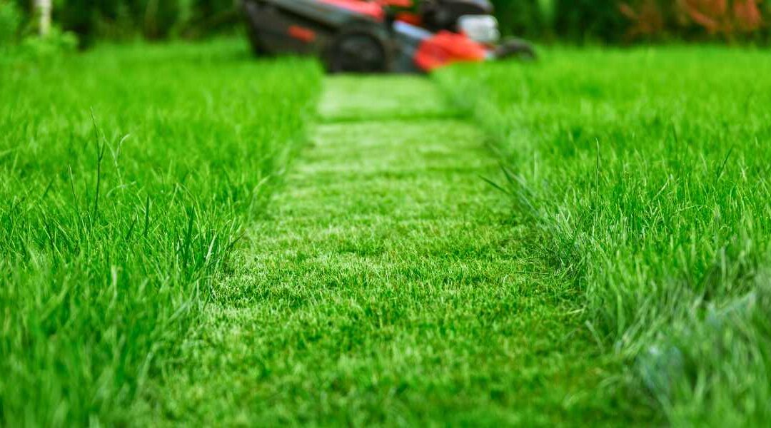 lawn mowing Seattle spring