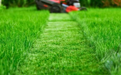 How Often Should You Mow Your Lawn in Seattle? Weekly vs. Biweekly Explained