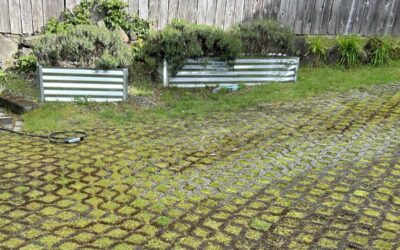 Why Moss Grows in Seattle Lawns and How to Fix It