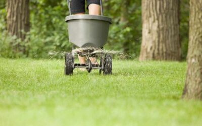 Overseeding a Lawn in Seattle: How to Thicken a Thin or Patchy Turf