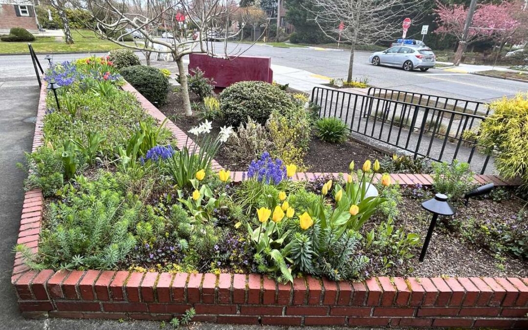 Spring Planting in Seattle: Best Flowers and Color Combinations for Early Season Gardens