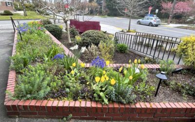 Spring Planting in Seattle: Best Flowers and Color Combinations for Early Season Gardens