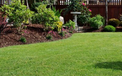 Lawn Care Treatments