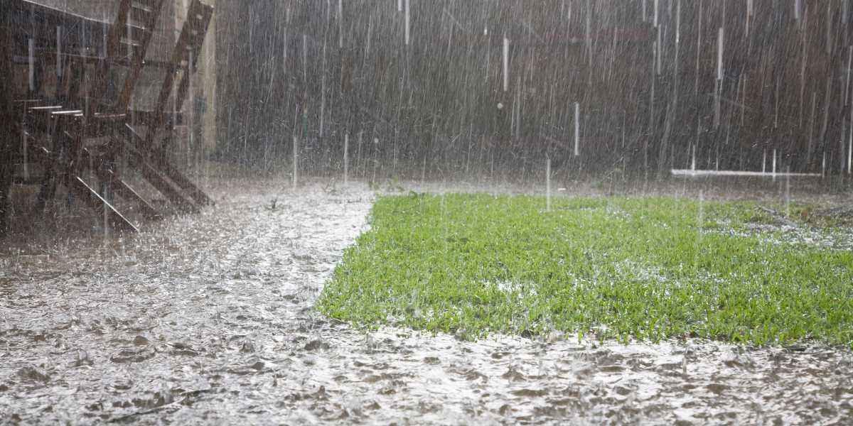 wet lawn Seattle mowing