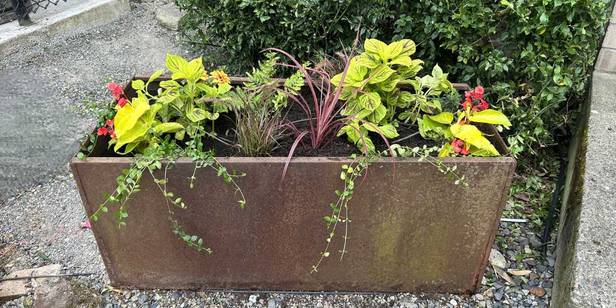 corten planter planting design Seattle