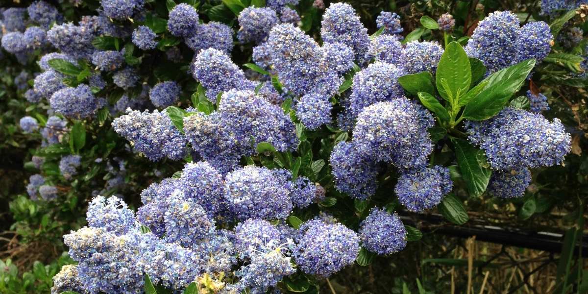 California Lilac planted on a parking strip