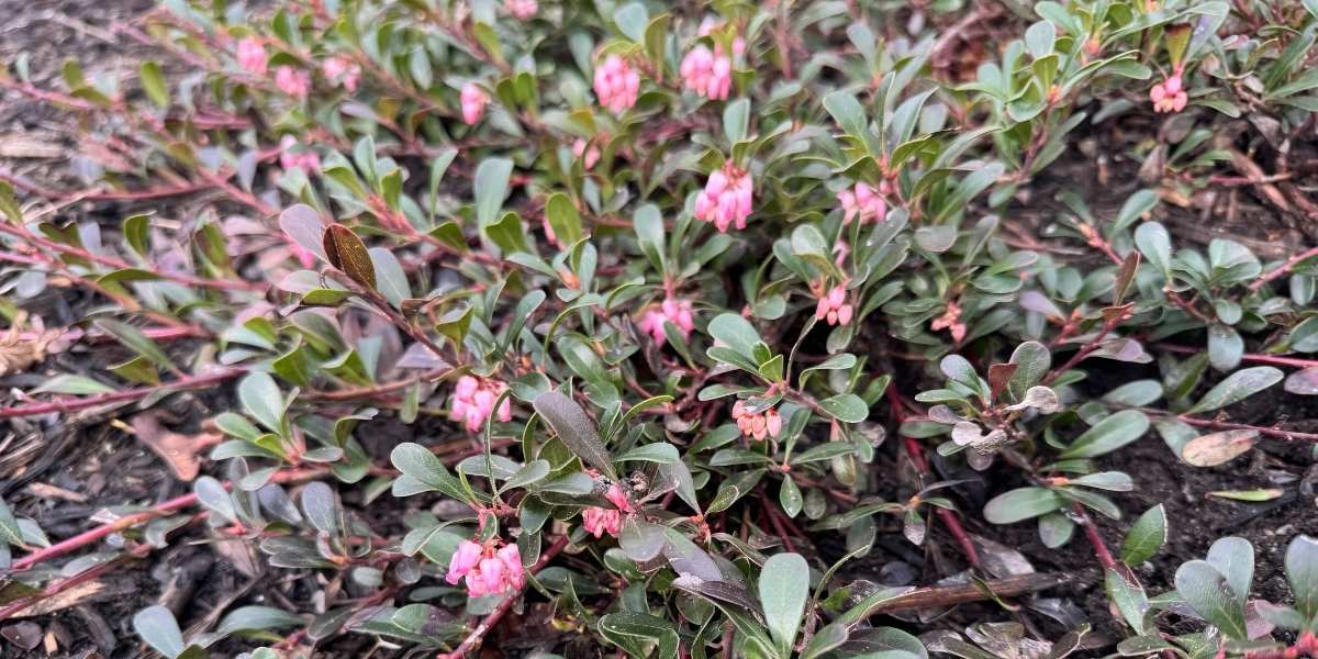 Kinnikinnick native ground cover with red berries in a Seattle parking strip garden