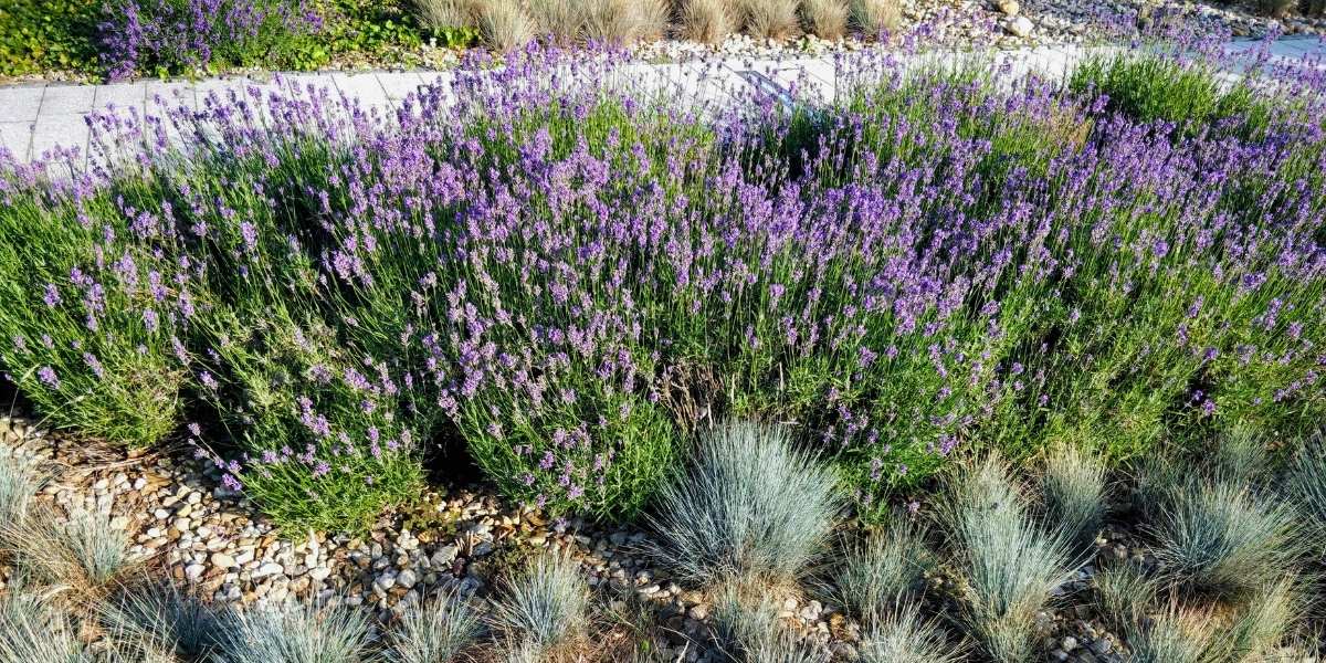 Lavander plant in flower, planted in a parking strip