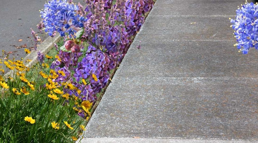 Parking Strip Landscaping Ideas: Favorite Plants for Seattle Curbside Gardens