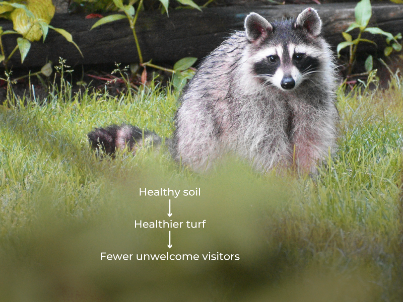 Raccoon exploring on the grass