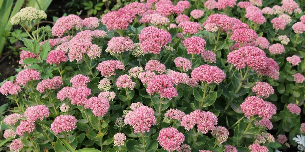Sedum (Hylotelephium spp.)