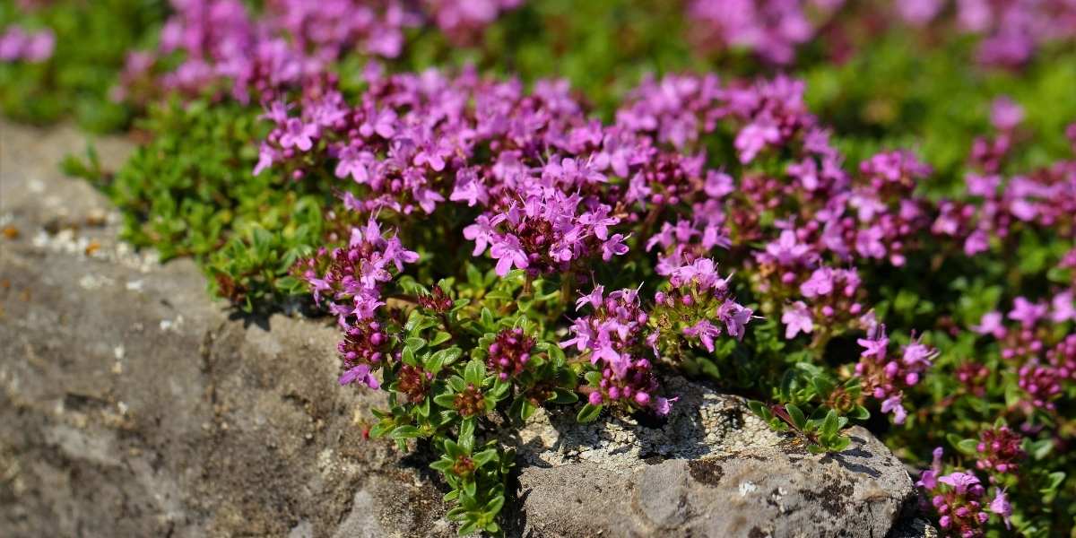 Low-growing flowering ground cover in a well-designed Seattle sidewalk strip landscaping layout