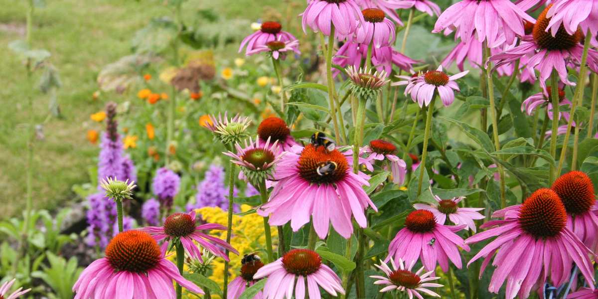 Bee on purple coneflower echinacea flower