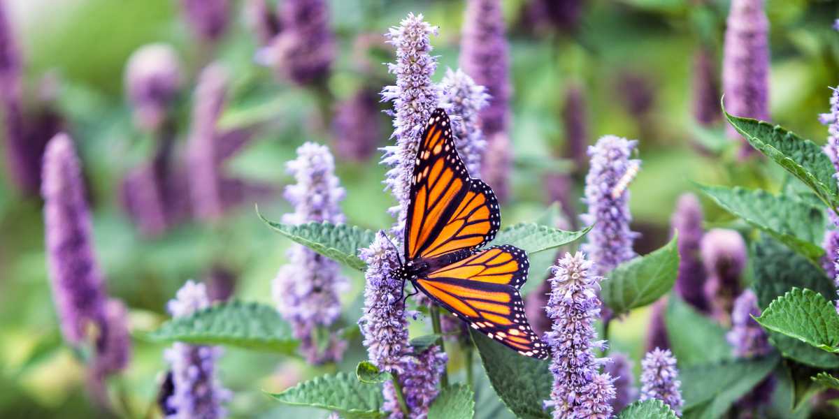 Bees collecting nectar from lavender flowers in a Seattle garden