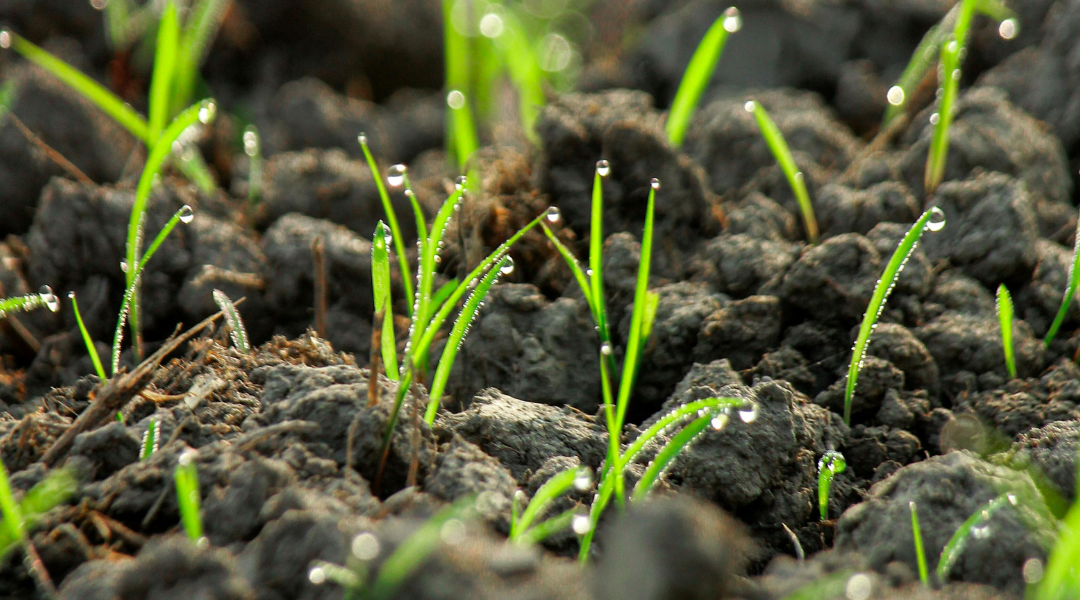 Beneficial Nematodes: Natural Pest Control for Seattle Gardens