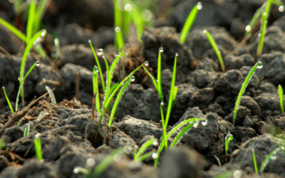 Beneficial Nematodes: Natural Pest Control for Seattle Gardens