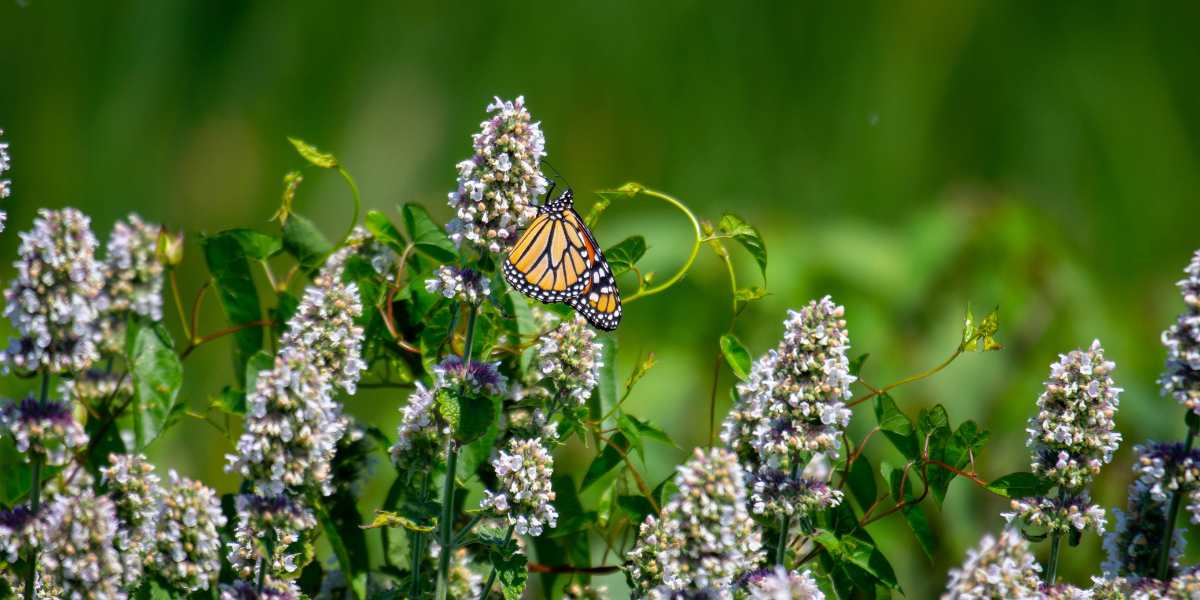 Anise hyssop attracting bees and butterflies in summer