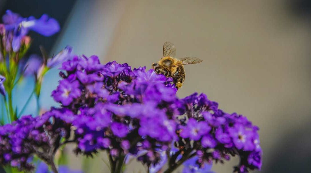 Pollinator-friendly garden in Seattle with lavender, coneflowers, and bees