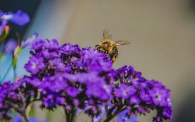 Our Favorite Pollinator Plants for Seattle Gardens