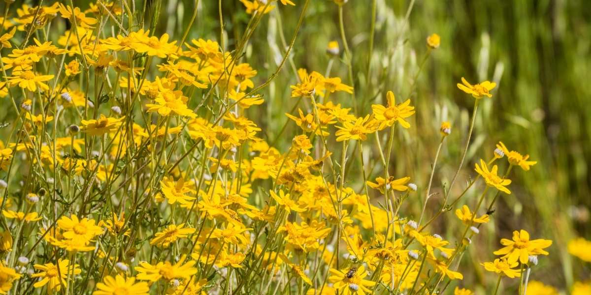 Yellow Oregon Sunshine planted in a parking strip