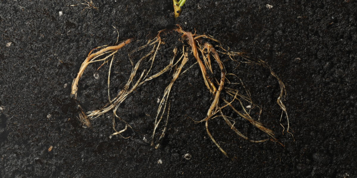 Healthy roots in Seattle landscape supported by beneficial nematodes
