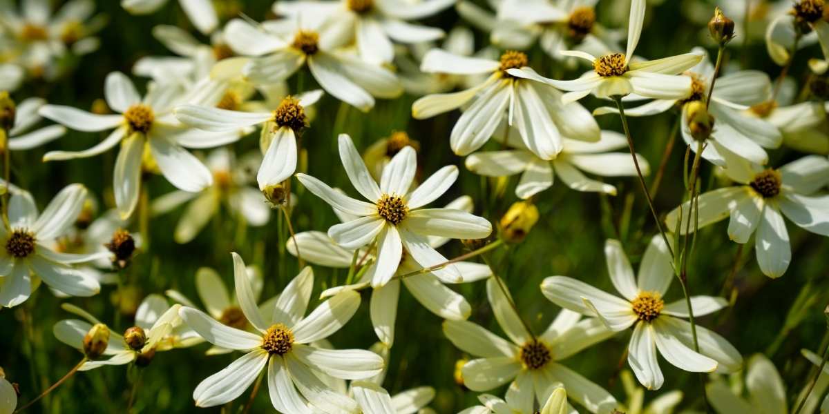 white Coreopsis flowers
