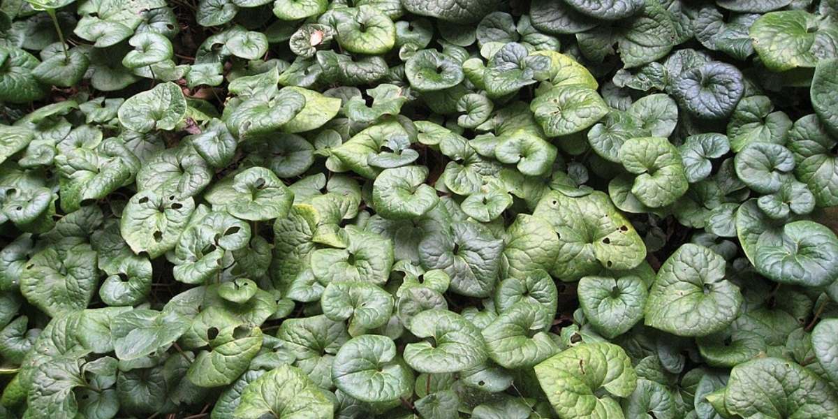 Asarum Caudatum groundcover in Seattle