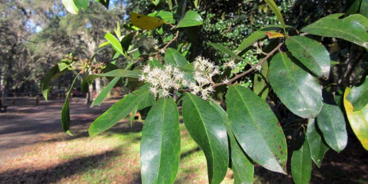 macro shot of invasive ground cover laurel cherry