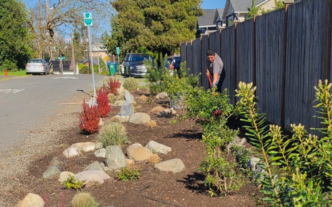Spring garden cleanup in a Seattle landscape with emerging plants and winter debris being cleared from beds