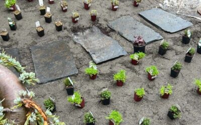 Our Favorite Low Maintenance Groundcover Plants for Seattle Gardens