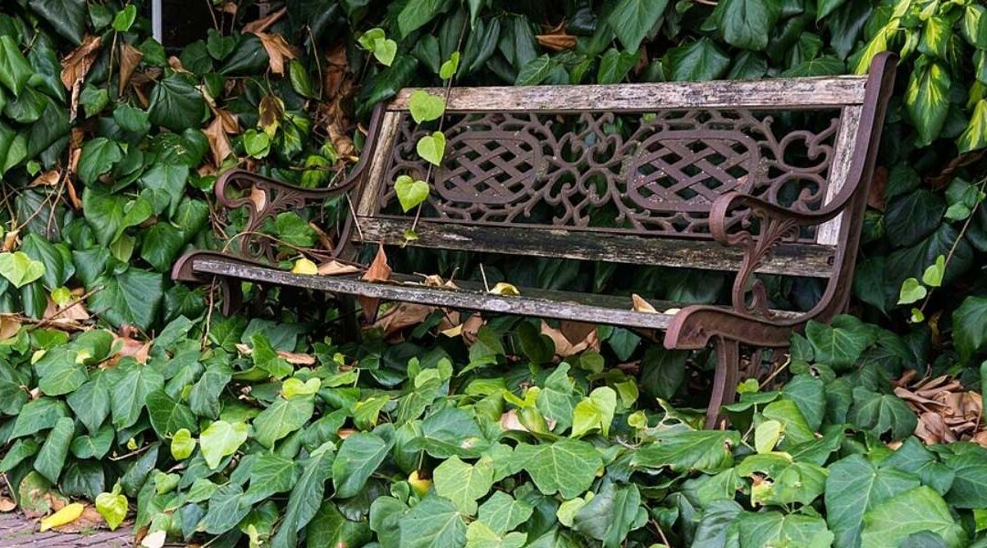 Invasive groundcover known as English Ivy taking a bench over.