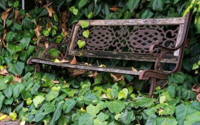 Invasive Groundcover and Problem Plants to Know in Seattle Gardens
