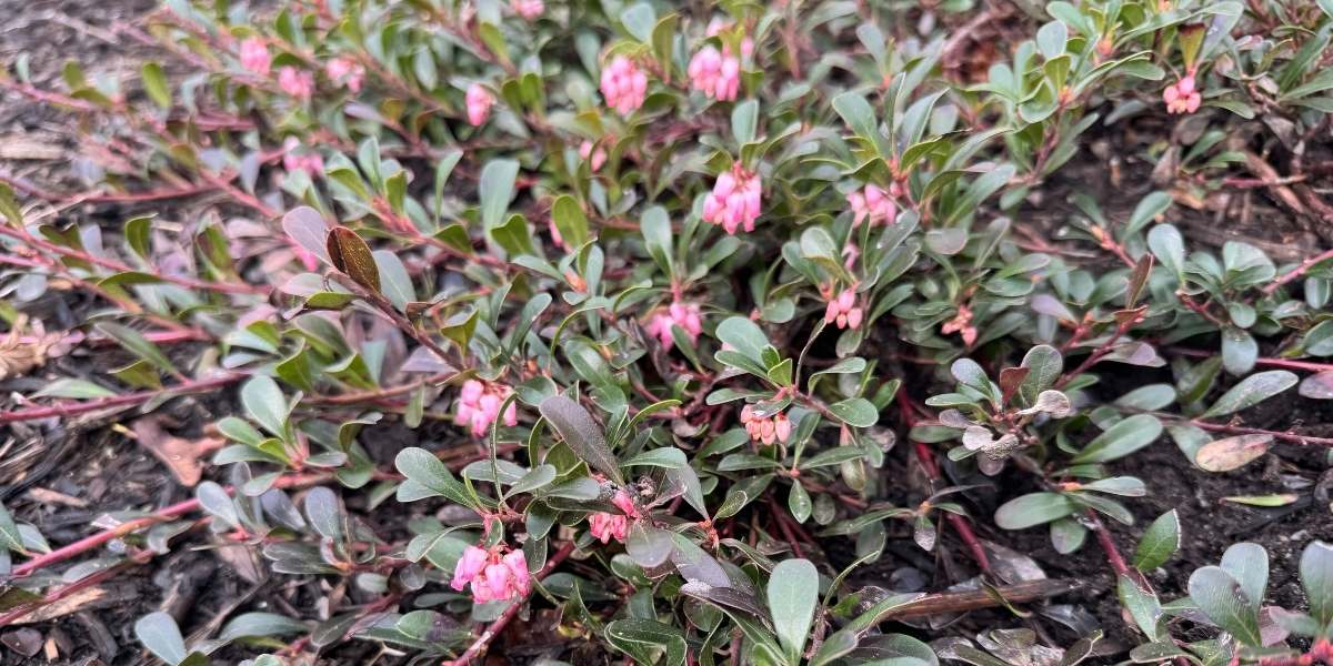 Kinnikinnick native low maintenance ground cover on a sunny slope in a Seattle garden