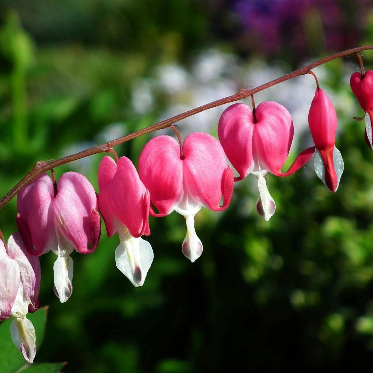 Pacific bleeding heart with pink spring flowers in a shaded Seattle garden