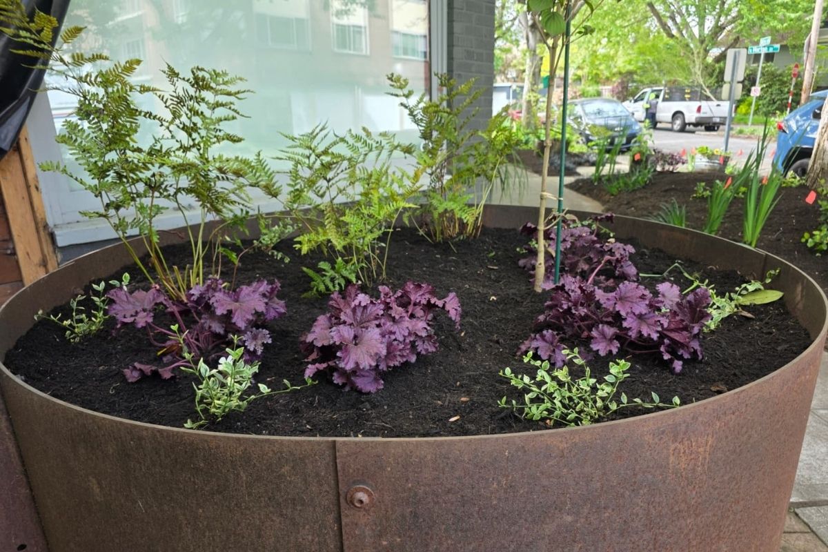 Spring planting and dividing low growing ground cover perennials in a Seattle garden bed