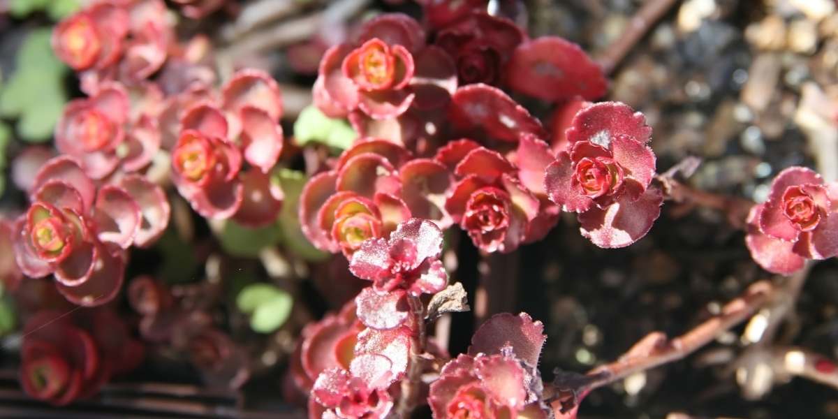Sedum Spurium groundcover in Seattle