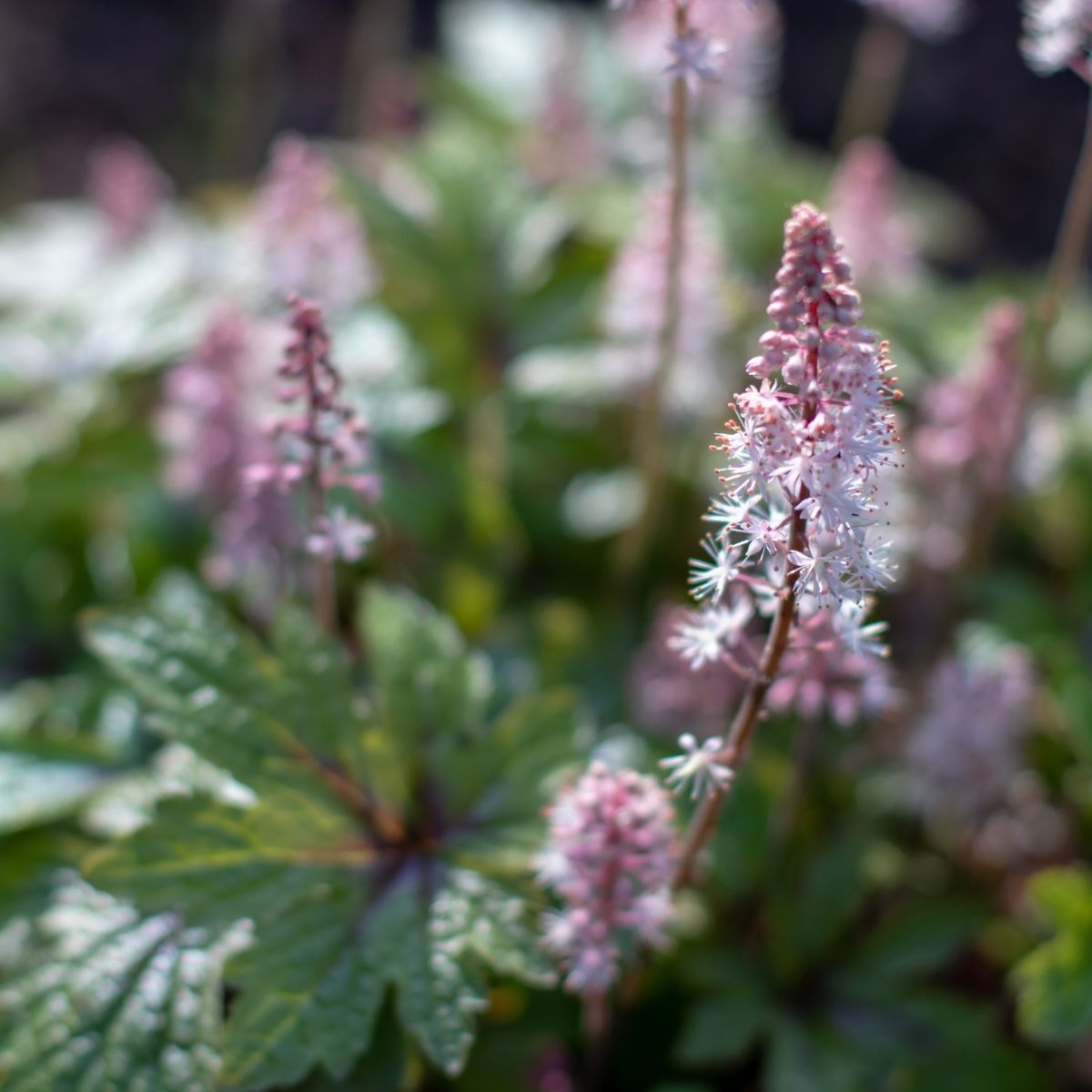 Shade groundcover for Seattle gardens