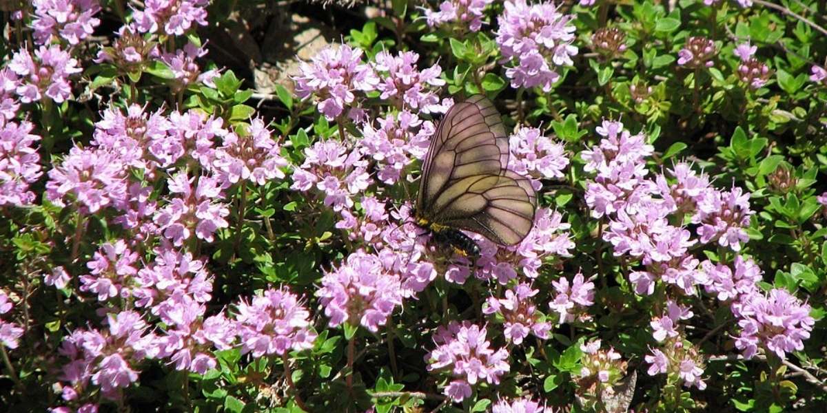 Thymus serpyllum flowering purple groundcover in Seattle