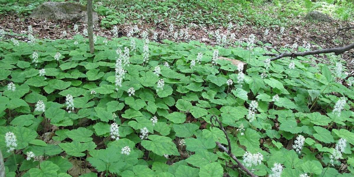 Tiarella cordifolia, flowering groundcover in Seattle