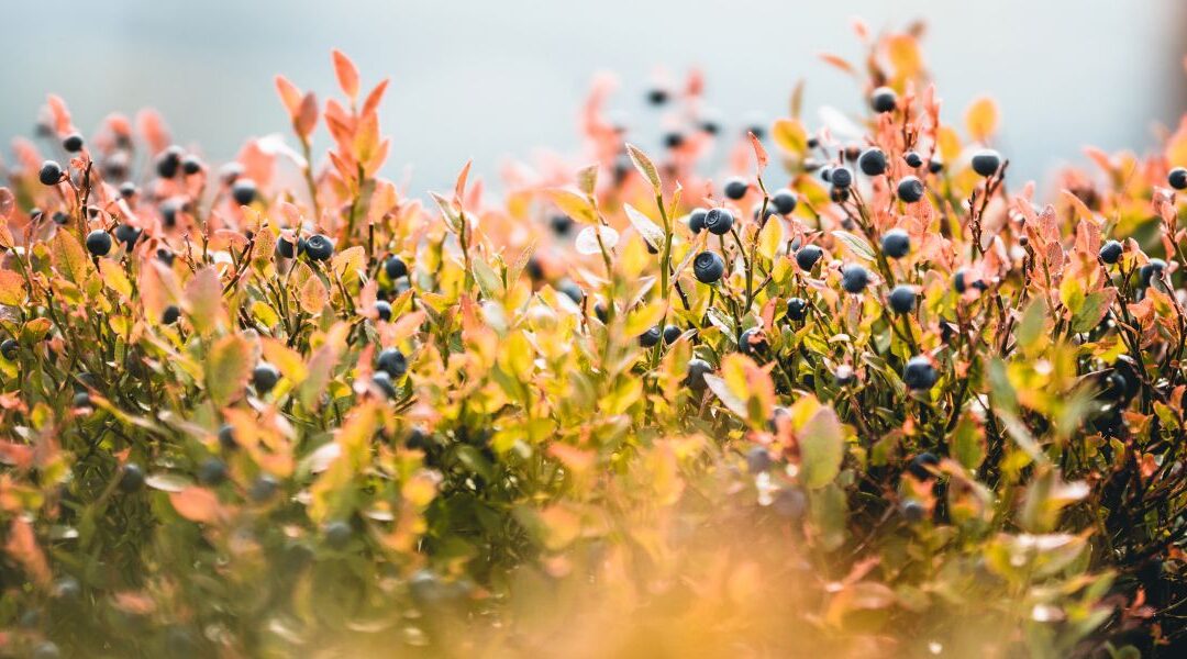Our Favorite Shade Plants and Groundcovers for Seattle Gardens